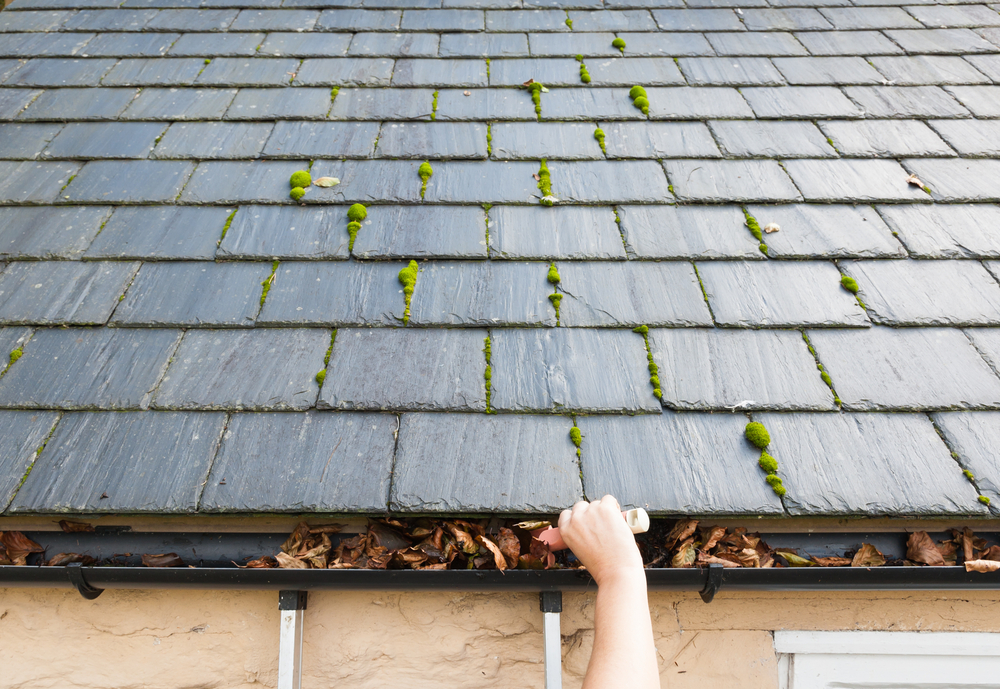 Clearing,blocked,gutter,of,autumn,leaves,slate,roof